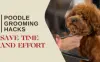 Poodle Dog Grooming: Tips, Tricks and Popular Grooming Styles